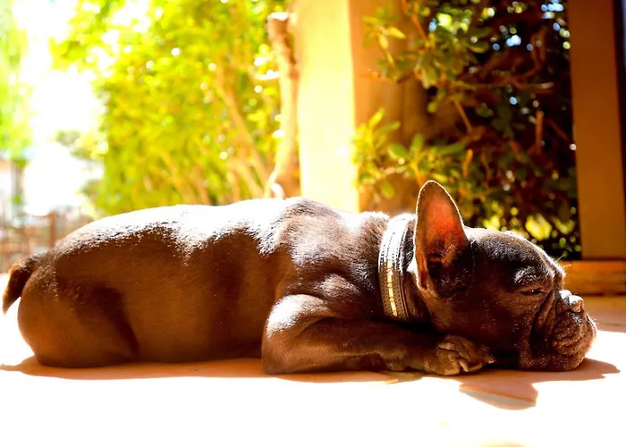 Royal Bon Repos 생트막시메